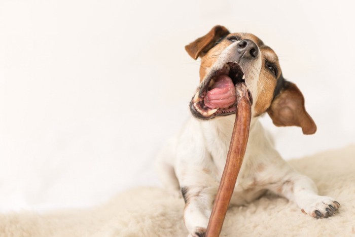 おやつにかぶりつく犬