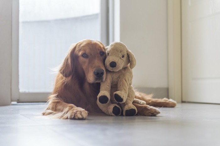 犬のぬいぐるみに顔を寄せるゴールデンレトリバー