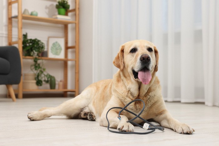 電気コードを手に持つ犬