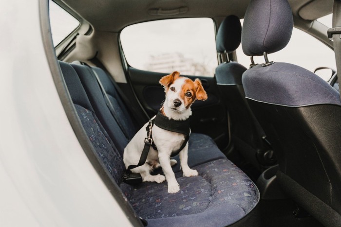 車内で少し不安そうな犬