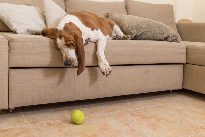 ソファから落ちそうな老犬