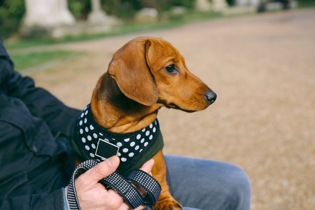 膝の上に座っている犬