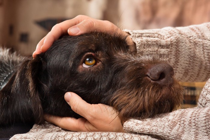 上目づかいで撫でられる犬