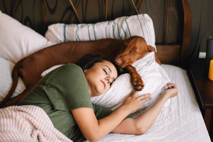 女性の頭元で寝る犬