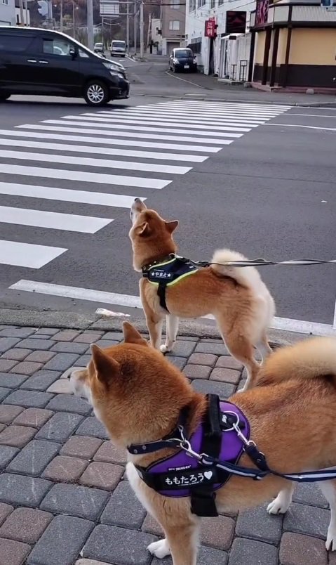 大和くんが遠吠えすると…