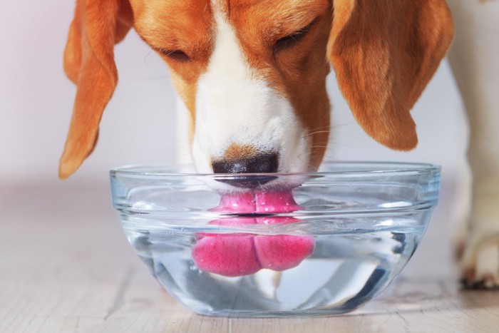 水を飲む犬