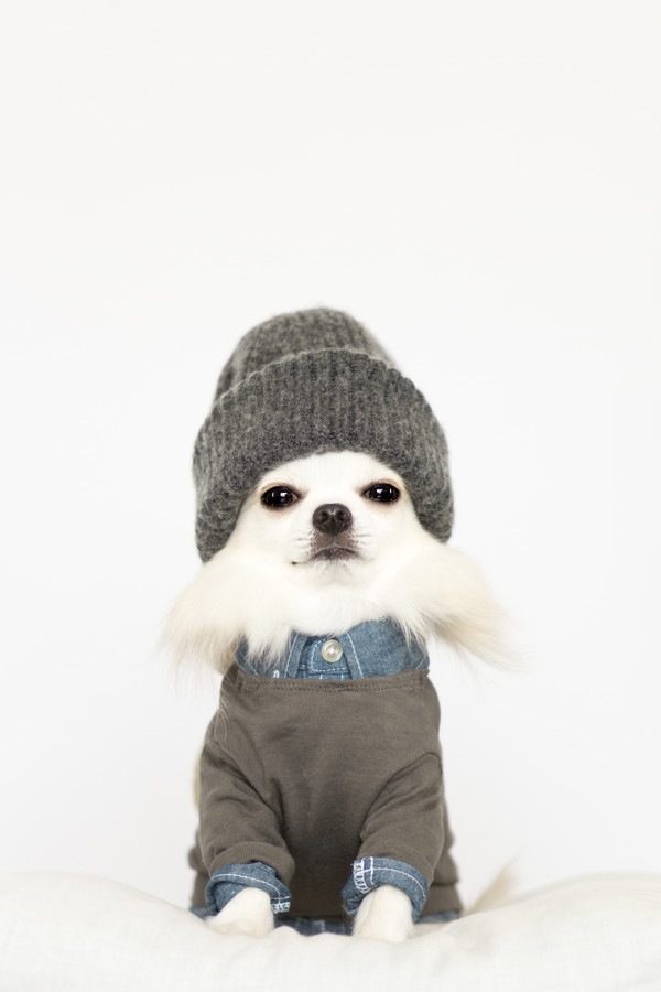 洋服と帽子を着た犬