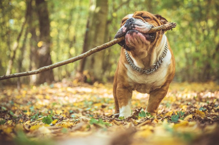 長い木の棒をくわえている犬