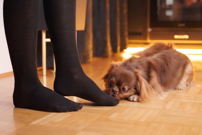 足の匂いを嗅ぐ犬