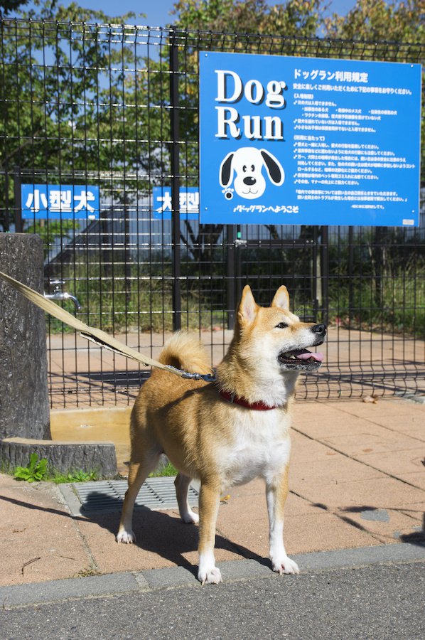 ドッグランの入り口に立つ柴犬