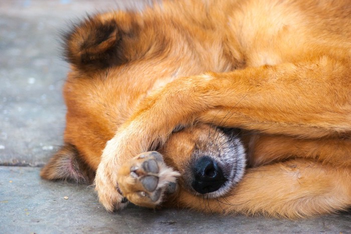 横向きに寝て顔を隠す茶色い犬