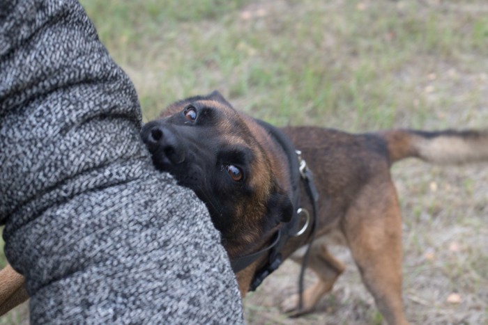 腕に噛みつく犬