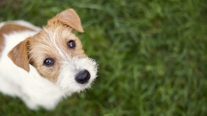 飼い主を見上げる犬