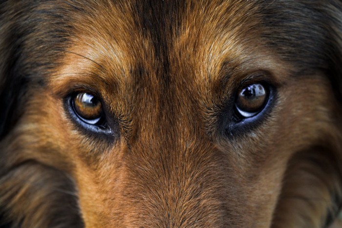 茶色い犬の目のクローズアップ
