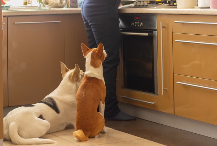 キッチンで待っている犬