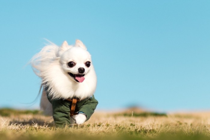 笑顔で走る犬