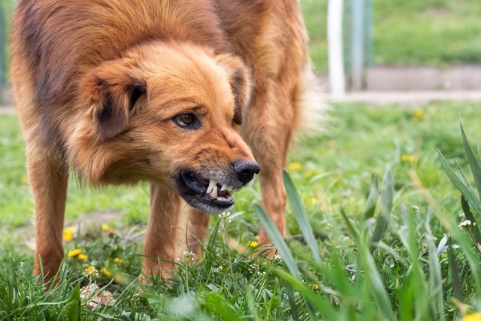 草むらの上で歯を剥く犬