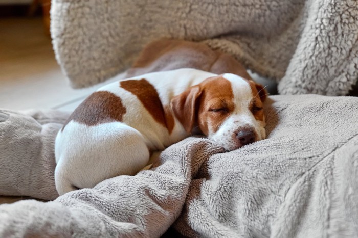 眠るジャックラッセルテリアの子犬