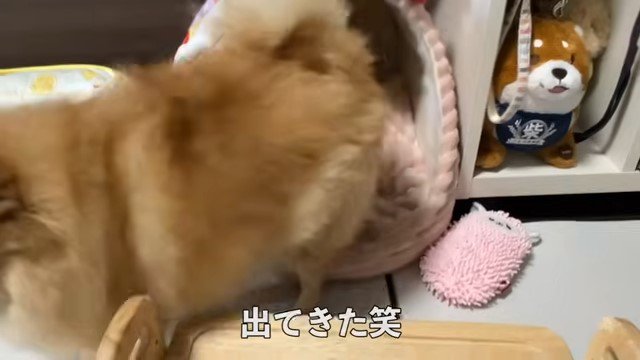 ハウスから飛び出す犬