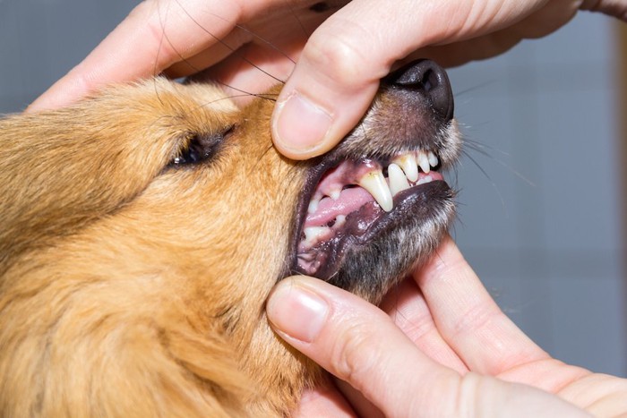 犬の口を開けさせている様子