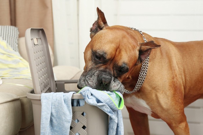 蓋の開いたカゴ、取り出そうとする犬