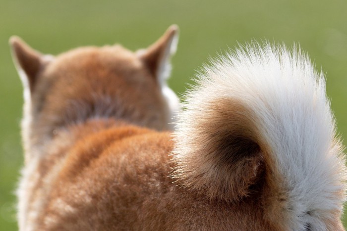 芝犬の尻尾