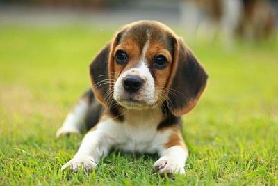 芝生で伏せるビーグルの幼犬