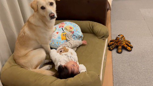 カメラを見る犬と寝返りをうとうとする赤ちゃん