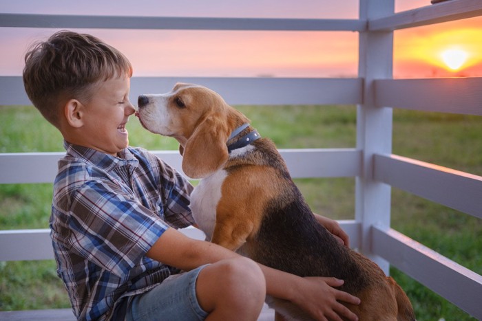 男の子の鼻を舐める犬