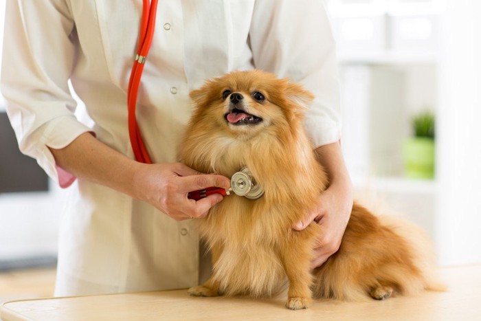 聴診器を当てられている犬