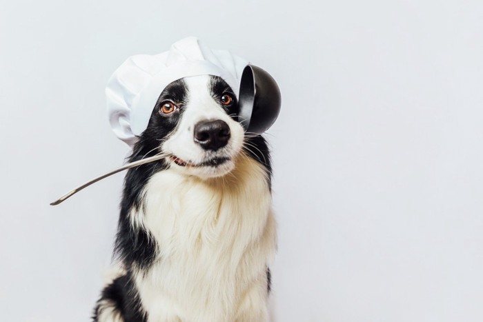 シェフ姿の犬