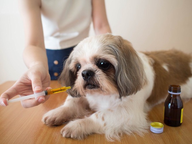 犬と薬