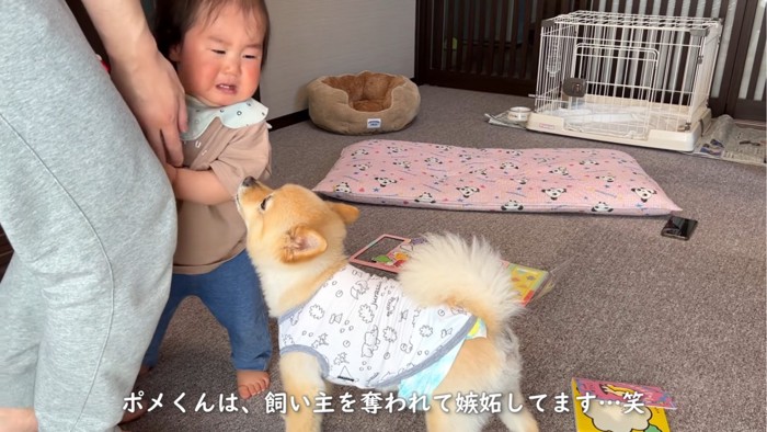 赤ちゃんに顔を近づける犬