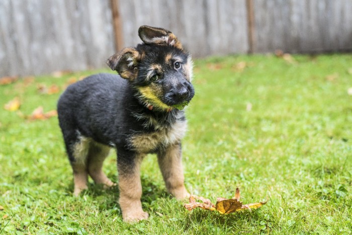 首をかしげるジャーマンシェパードの子犬