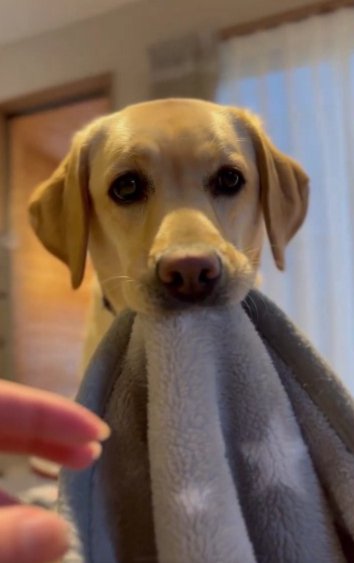 子犬のような行動も