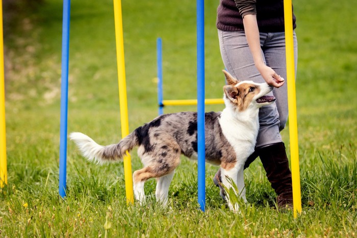 アジリティの練習をする犬