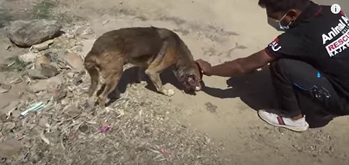 耳に大きな傷がある犬