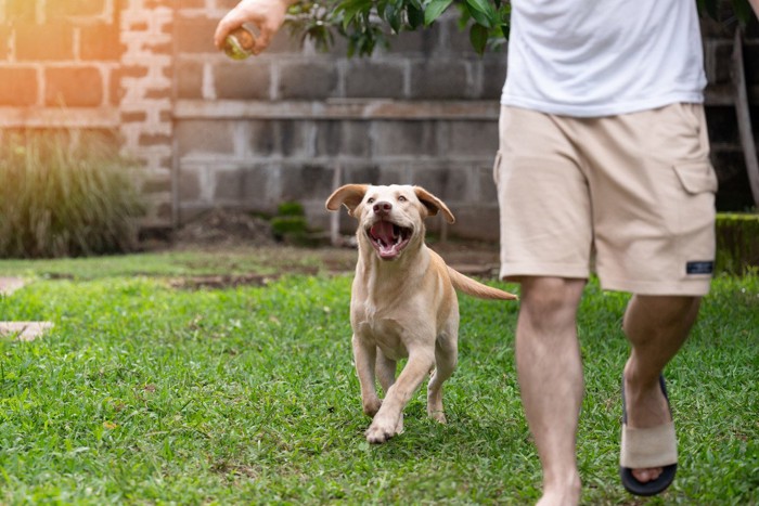 庭で犬とボール遊びをする男性