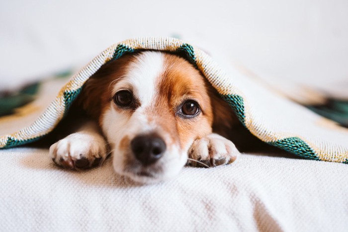 ブランケットに包まれた犬