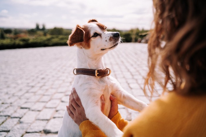 女性を見つめる犬