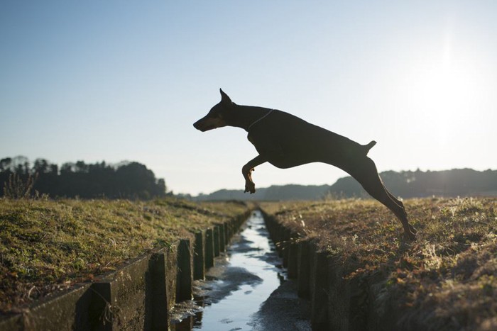 愛犬が脱走