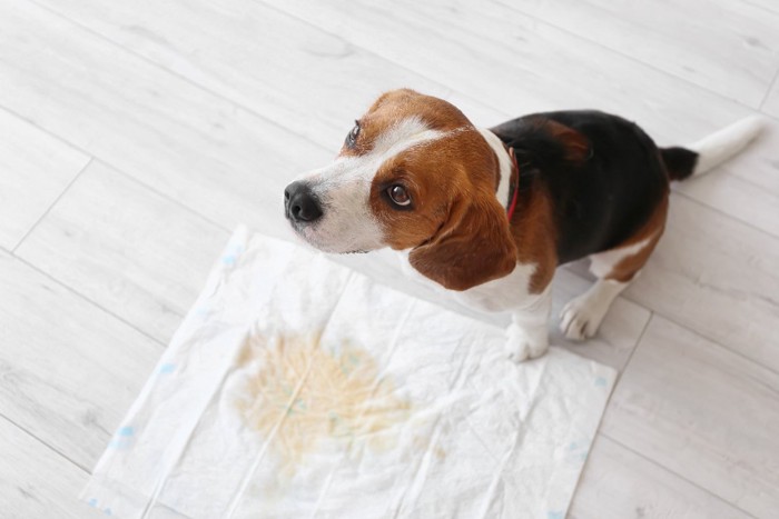 汚れたトイレと犬