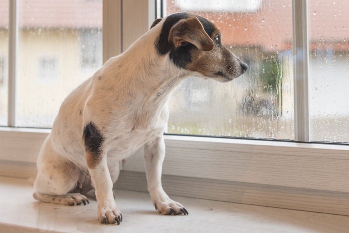 雨の日の窓際に居る犬