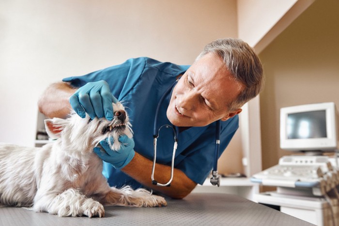 犬の歯をチェックする獣医師