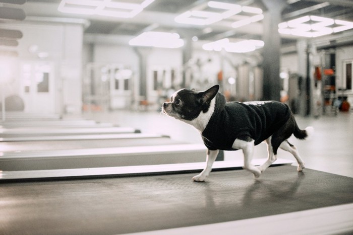 トレーニング機器を使う犬