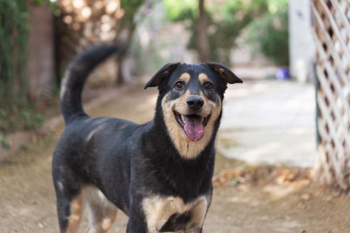 笑顔の黒い犬