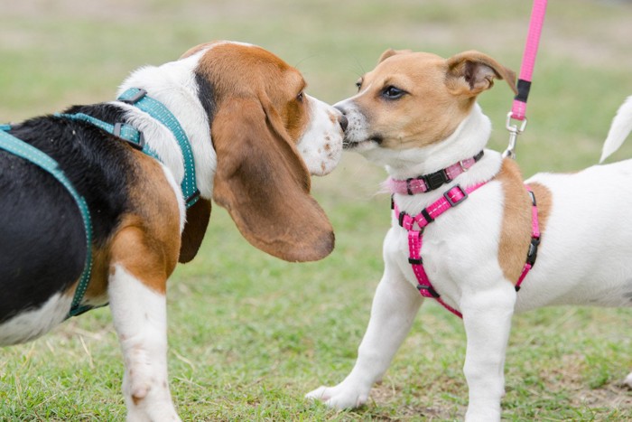 犬同士の挨拶、青とピンクのハーネス