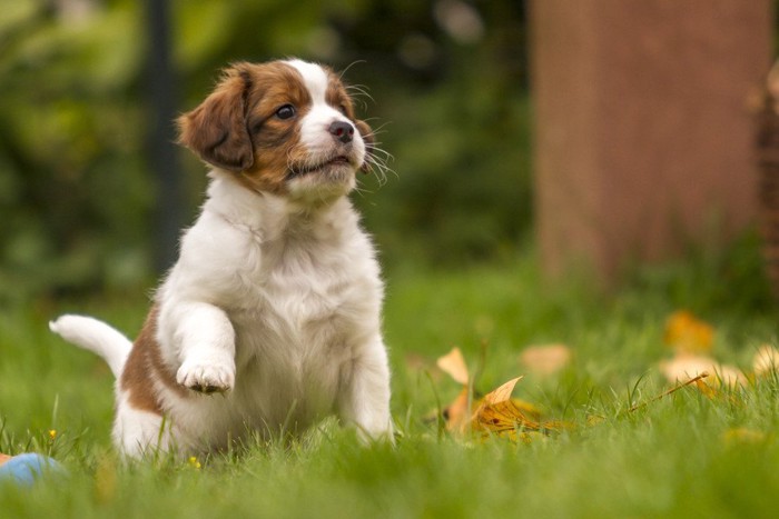 コーイケルホンディエ子犬