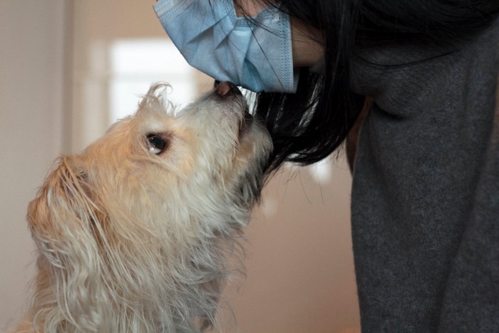 マスクをした女性と嗅ぐ犬