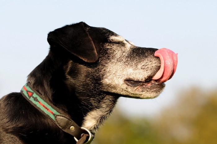 鼻を舐める老犬